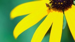 Flowers yellow flowers coneflowers