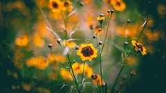 Flowers yellow flowers depth of field