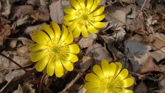 Flowers yellow flowers fallen leaves