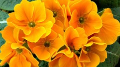 Flowers yellow flowers orange flowers Primula (Shuffle!)