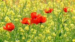 Flowers yellow flowers red