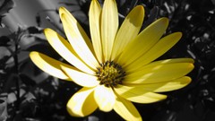 Flowers yellow flowers selective coloring