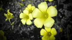 Flowers yellow flowers selective coloring