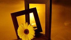 Flowers yellow frames