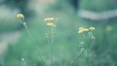 Flowers yellow light Green Garden bokeh