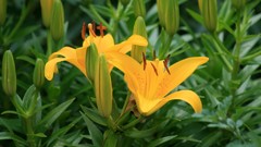 Flowers yellow Lilies