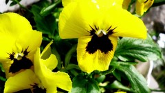 Flowers yellow pansies yellow