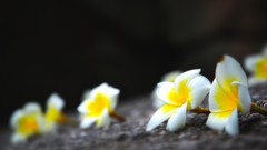 Flowers yellow plumeria depth of field