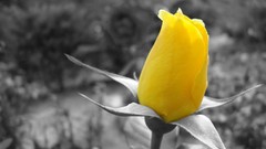 Flowers Yellow Rose selective coloring