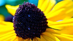 Flowers yellow rudbeckia yellow flowers