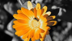 Flowers yellow selective coloring