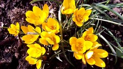 Flowers yellow spring sunny