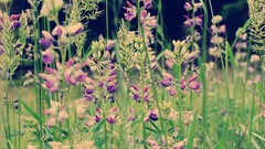 Flowers yellow summer bright purple Green sunny floral colored 