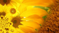 Flowers yellow Sunflowers yellow