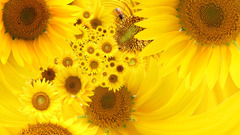 Flowers yellow Sunflowers yellow