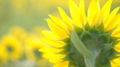 Flowers yellow Sunflowers yellow