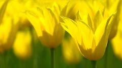 Flowers yellow tulips yellow