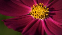 Flowers yellow Violet