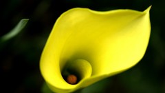 Flowers zantedeschia