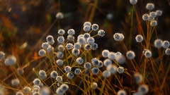 Fluffield widescreen nature Flowers