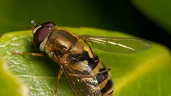 Fly close-up insects