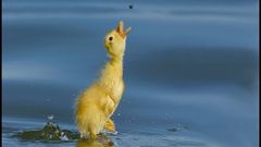 Fly duckling baby birds