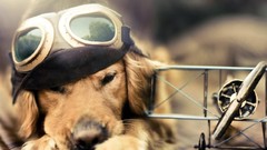 Fly golden retriever