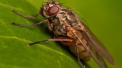 Fly insects