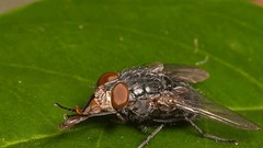 Fly insects