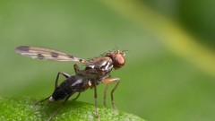 Fly insects