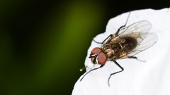 Fly insects