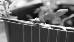 Fly insects desaturated