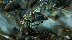 Fly insects insect
