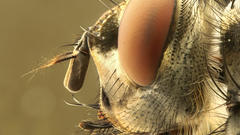 Fly macro eyes insect