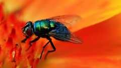 Fly orange flower electric