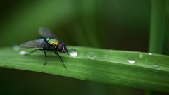 Fly water drops