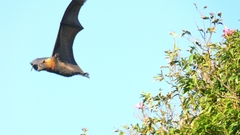 Flying bat ) With