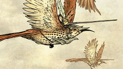 Flying Birds Animals drawings