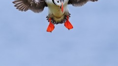 Flying Birds Animals landing