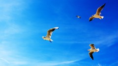 Flying Birds blue skies
