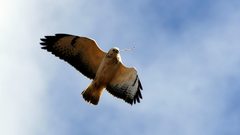 Flying Birds hawks blue