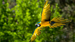Flying Birds Parrots blurred