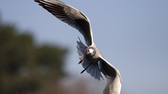 Flying Birds seagulls