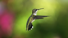 Flying bokeh hummingbirds