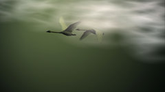 Flying Swans