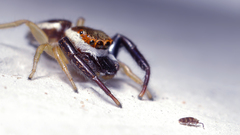 Focus You related think meant