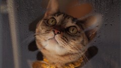 Fog Animals cats window panes