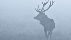 Fog Animals deer