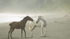 Fog Animals Horses costa rica wildlife