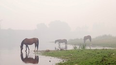 Fog Animals water Horses reflections